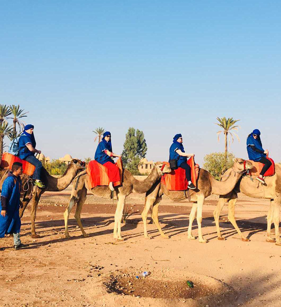 Full-Day Sunset Camel Ride In The Palm Grove Of Marrakech