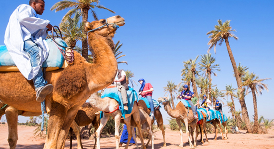 full-day sunset camel ride in the palm grove of marrakech